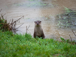 Eurasian otter (Lutra lutra) on a grass bank