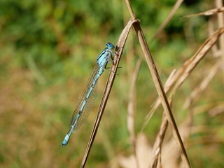 Blue Dragonfly