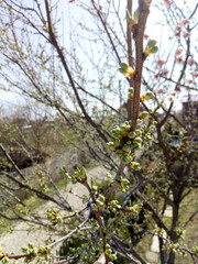 Spring plum buds. Sun day on village. April macro photo