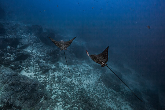 A flight of spotted eagle rays flying over the reef
