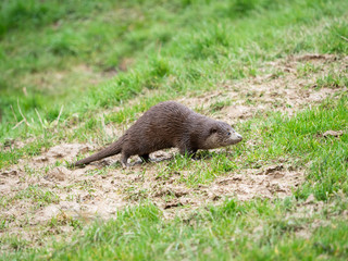 Young Eurasian otter (Lutra lutra) on a grass bank