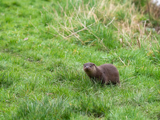 Young Eurasian otter (Lutra lutra) on a grass bank