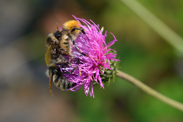 Berghummel (Bombus mesomelas) und Ackerhummel auf einer Wiesen-Flockenblume