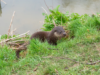 Young Eurasian otter (Lutra lutra) on a grass bank