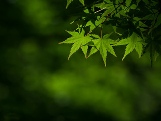 新緑　青もみじ　カエデの葉