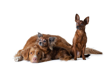 Three dogs, big and small together. Nova Scotia Duck Tolling Retriever, Russian Toy Terrier. Pet on a white 