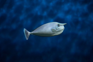 Bluespine unicornfish (Naso unicornis), also known as the short-nose unicornfish. Fish under water.