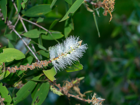 Close Up Of Melaleuca Quinquenervia Flower.