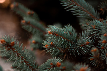 Naklejka na ściany i meble close up of a pine tree