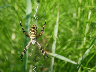 black-and-yellow argiope