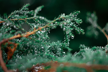 dew on the branches