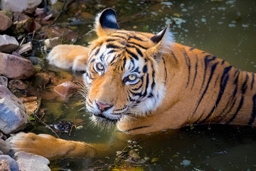 Fototapeta na wymiar Tiger Staring Waterhole