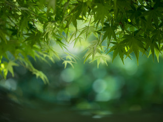 新緑　青もみじ　カエデの葉