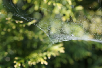 spider web with dew drops in the morning on green background