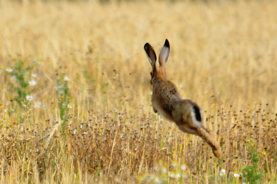 Rabbit Running On Field