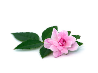 Pink of Damask Rose flower with leaves on white background.