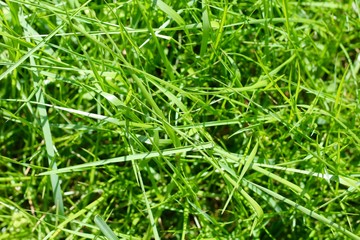 A close view of the bright green grass surface 