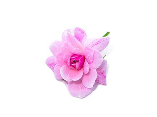 Obraz na płótnie Canvas Pink of Damask Rose flower on white background.