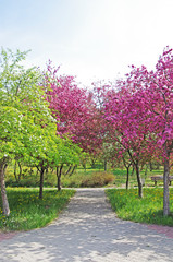 Kwitnące wiśnie w mieście w parku