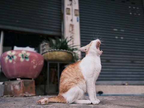cat