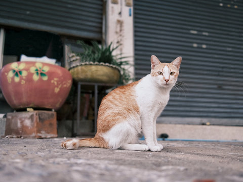 cat on the floor