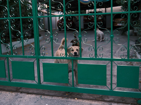 lock on the dog