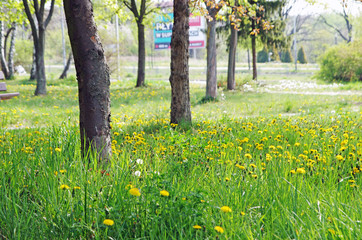 Soczysta trawa w mieście w parku wiosną