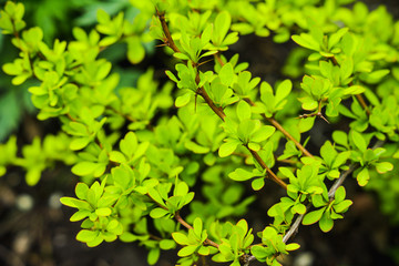 Barberry bush in the garden. Selective focus. Shallow depth of field.
