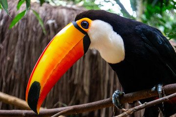 Toucan