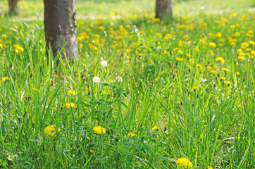 Soczysta trawa w mieście w parku wiosną