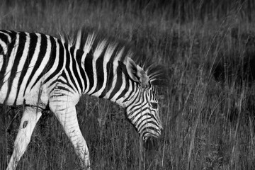 Fototapeta na wymiar A beautiful zebra with black and white stripes is eating from the high grass in the wildlife of South Africa