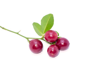 Close up of Lime Berry