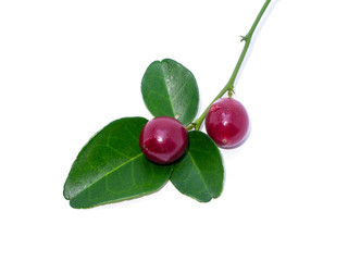 Close up of Lime Berry