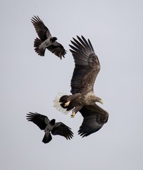 the red bird is flying