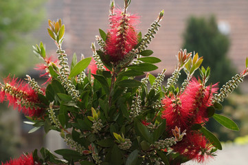 Zylinderputzer Callistemon im Blumentopf auf der Fensterbank