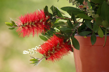 Zylinderputzer Callistemon im Blumentopf auf der Fensterbank