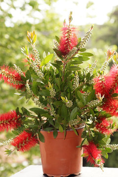 Zylinderputzer Callistemon im Blumentopf auf der Fensterbank