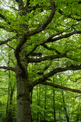 Path through Ruislip Woods, London Borough of Hillingdon, UK. Woods is an ancient woodland and is a Site of Special Scientific Interest.