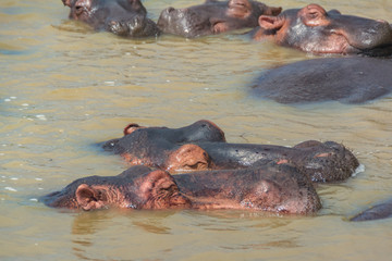 Fototapeta na wymiar A family of one of the dangerous animals on earth, the hippos, are chilling in the Wetland river of the lake of St. Lucia in South Africa. Belongs to iSimangaliso Wetland Park
