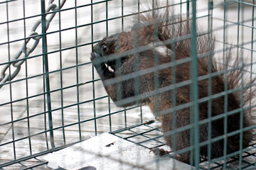 écureuil dans une cage