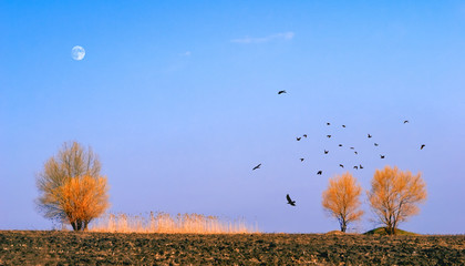 A beautiful spring view with a plowed field, 3 trees, reeds, a flock of birds and the moon in the sky. © sipoiannu