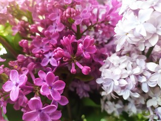 beautiful photo with bright lilac flowers, a bouquet of closeup grains