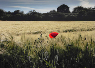 samotny mak na polu