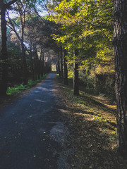 path in autumn forest