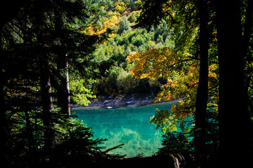 Turquoise wild lake through the crowns of trees. Clear clear water, fresh air, pine forest.