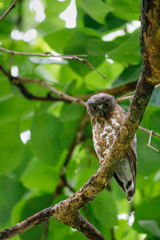 Brown hawk-owl Beautiful Birds of Thailand