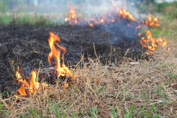Burning fire dry grass from cigarette butts close-up.