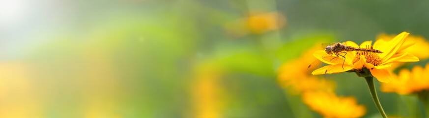 .Dragonfly. Banner.  A large dragonfly sits on a yellow flower, left empty space for text