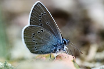Bläuling (Schmetterling) am Ufer des Rheins,  Schwörstadt im Schwarzwald.
