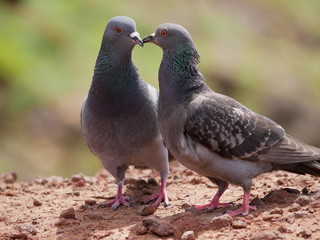 doves in love